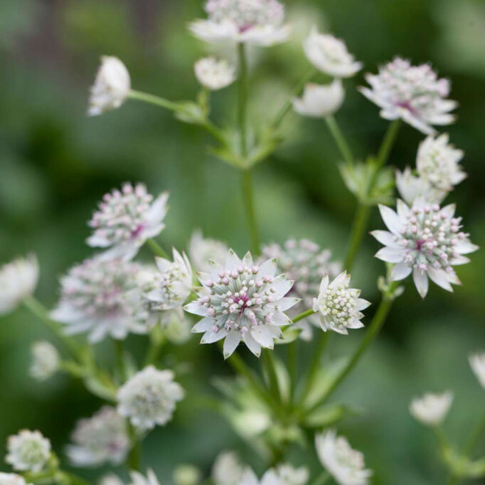Stjerneskærm 'Shaggy' (Astrantia major subsp. involucrata)